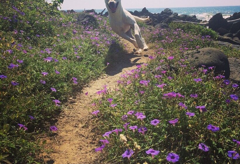 Troncones Point Hostel