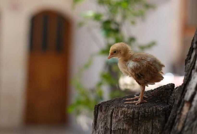 تختخواب و صبحانه Sark Ciragan Konak Butik Otel