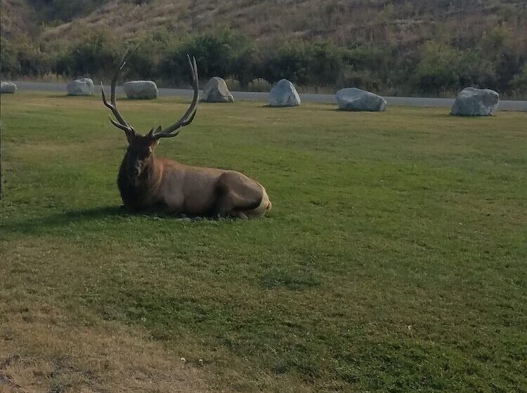 فندق 406 Lodge At Yellowstone