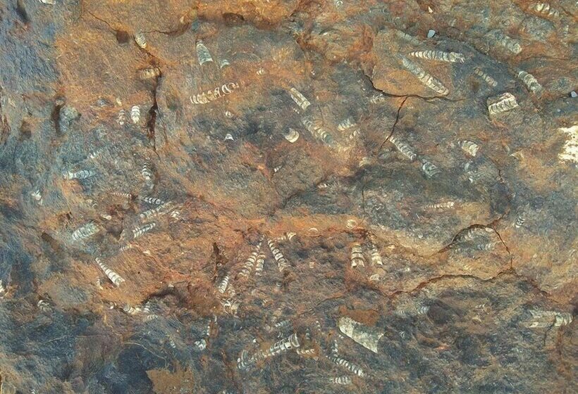 هتل Amoudou Lodge Camp