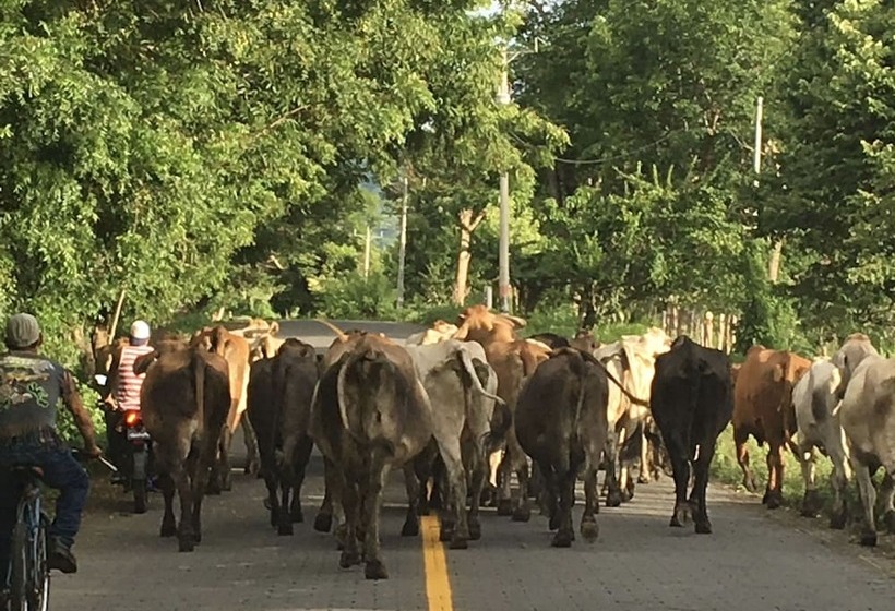 호텔 Finca Ometepe