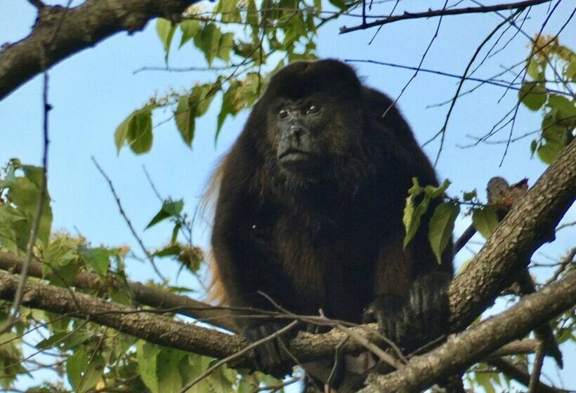 هتل Finca Ometepe