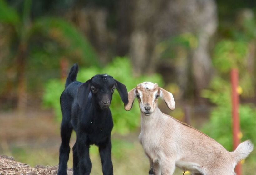 호텔 Finca Ometepe