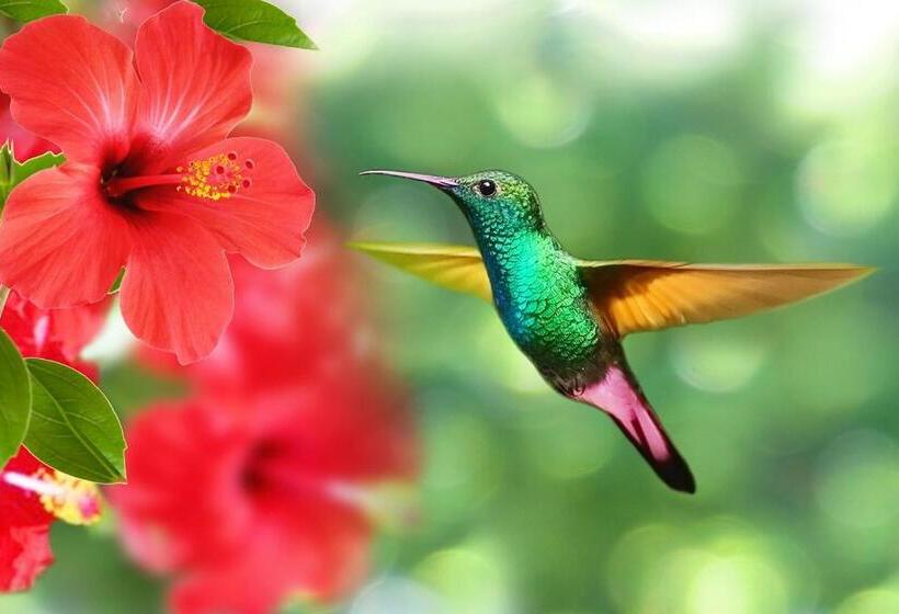 ホテル La Puerta del Ángel Isla