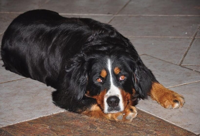 בית מלון כפרי Pansion Tramontana