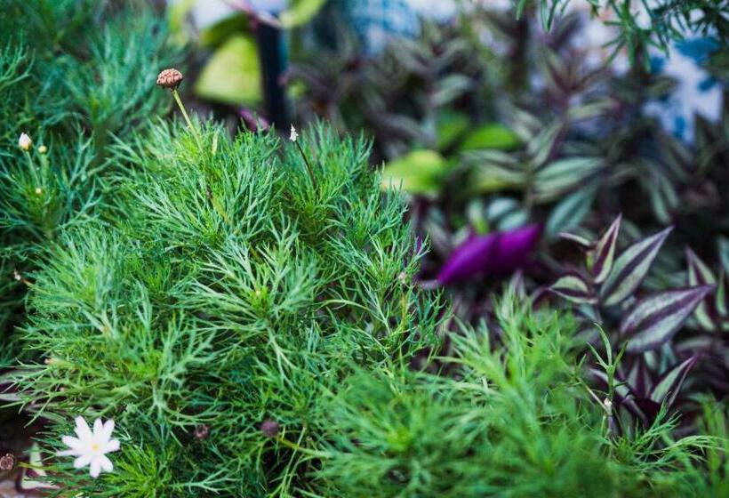 בית מלון כפרי Pousada Aurora