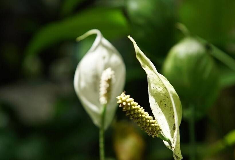 Отель Pousada Do Riacho