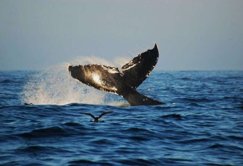 Отель Santa Teresa Surf Vista Villas