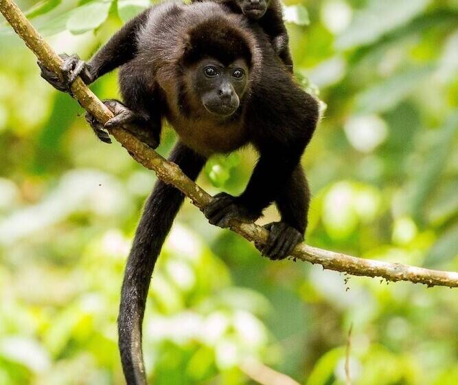 Отель Santa Teresa Surf Vista Villas