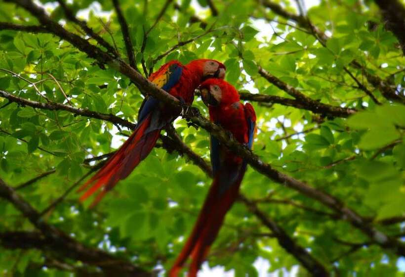 پانسیون Albergue La Laguna Corcovado Park