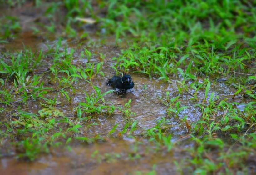 پانسیون Albergue La Laguna Corcovado Park