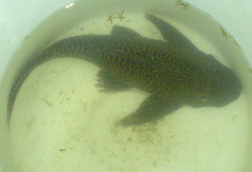 膳宿费 Pyeaca Guesthouse