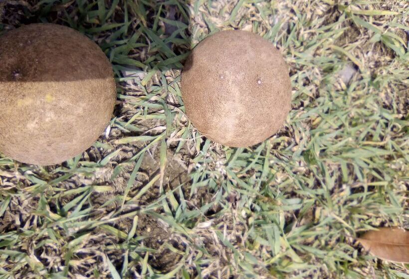 膳宿费 Pyeaca Guesthouse