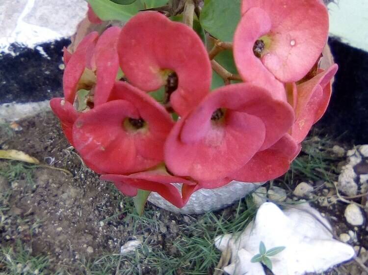 膳宿费 Pyeaca Guesthouse