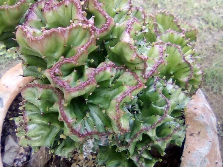 膳宿费 Pyeaca Guesthouse