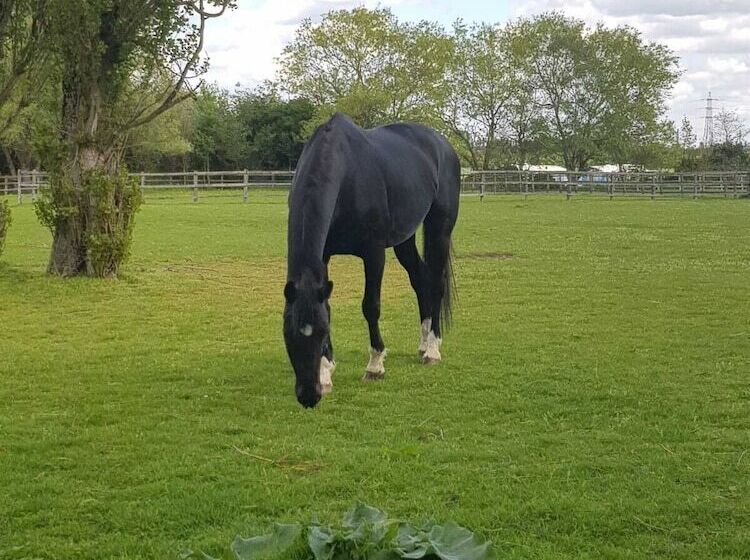 Пансион Upper Wood End Farm