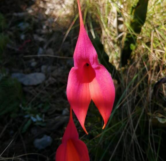 Peru Coca B&b Machupicchu