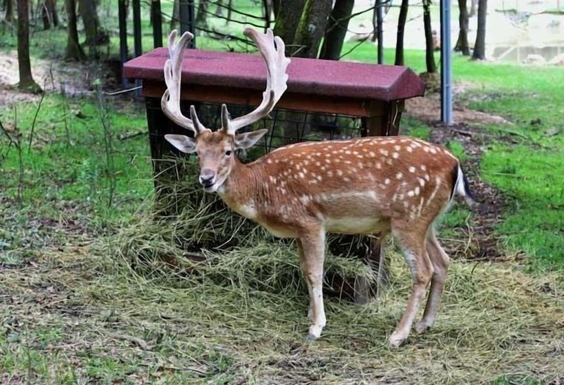 هتل Snow Hi̇ll House Pansiyon