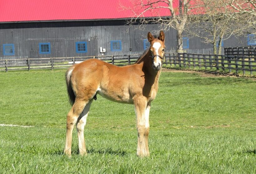 ベッドアンドブレックファースト The Guesthouse At Rosecrest Farm