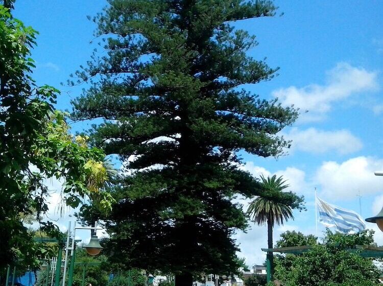 Carmelo Hostel & Garden