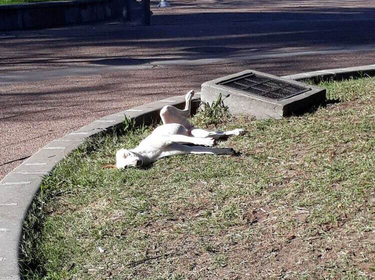 Carmelo Hostel & Garden