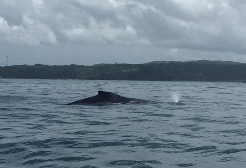 Casa Alice Surf Lodge   Hostel