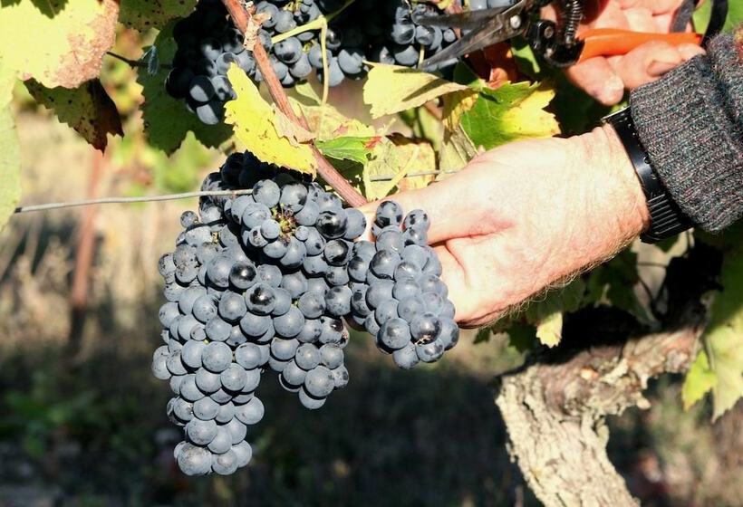 Отель Château De Mayragues