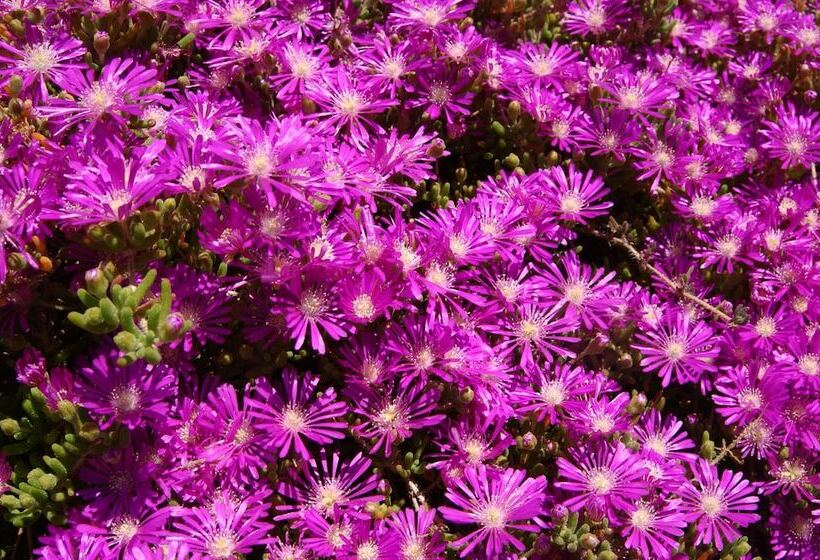 Отель Idakoy Ciftlik Evi