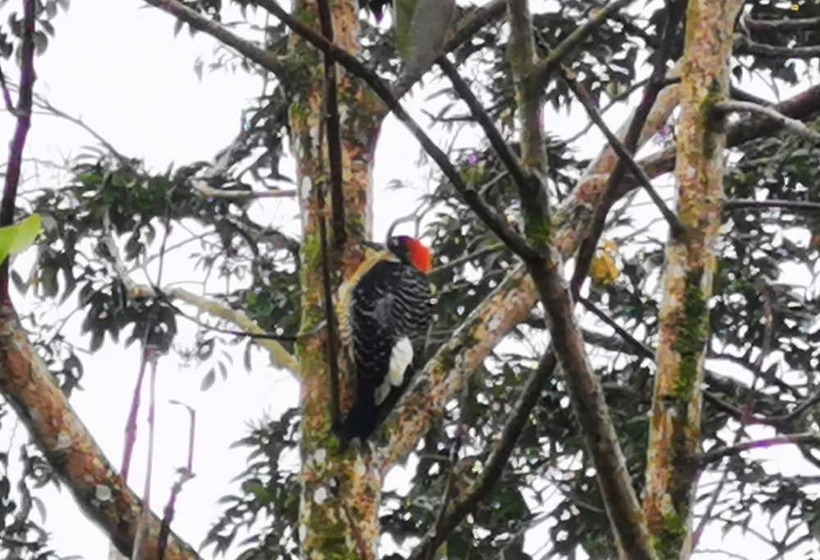 酒店 La Palmera Real