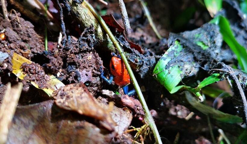 酒店 La Palmera Real