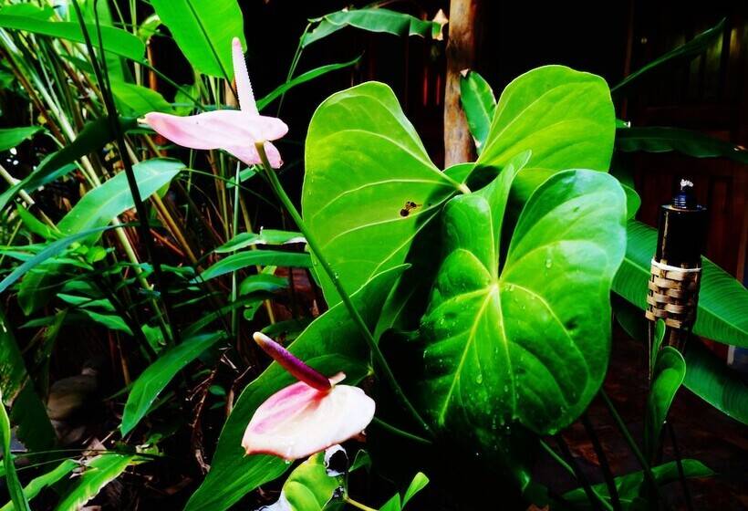 ホテル Punta Duarte Garden Inn