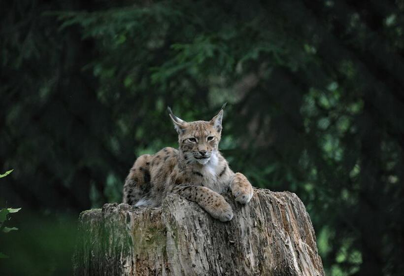 Пансион Bayerische Gastwirtschaft Dimpfl Stadl