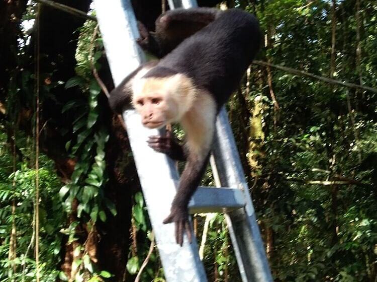 پانسیون Cabinasyafethosa Caletas