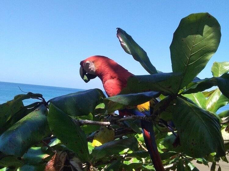 پانسیون Cabinasyafethosa Caletas