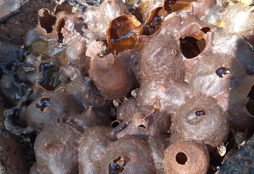 بنسيون Casados Ranch