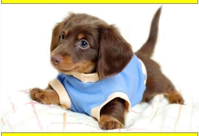 Курорт Village Vacances La Forêt Des Landes