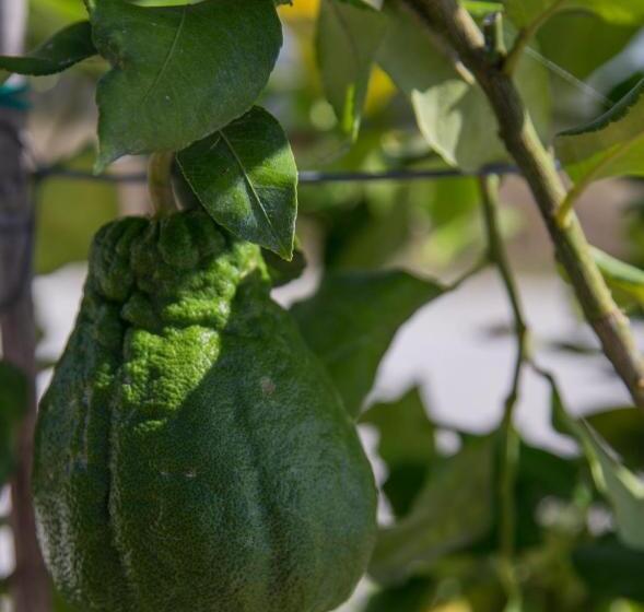 Amedea Tuscany Country Experience