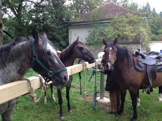 Пансион Engfurt Gasthaus