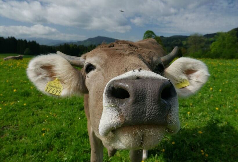 호텔 Post Regionales Großes Frühstücksbuffet Auch Gf & Lf