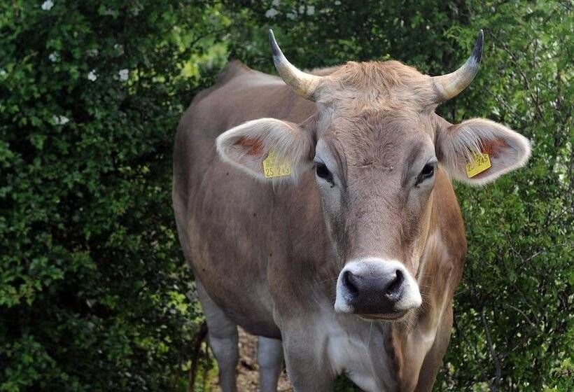 ペンション Bergblick