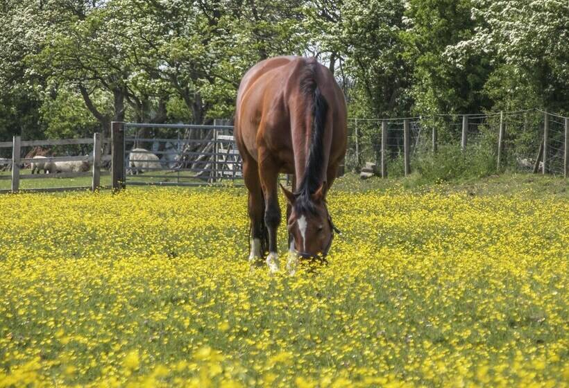 Daisy's Holiday Cottage