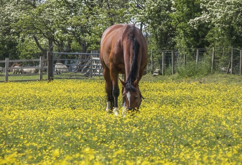 Daisy's Holiday Cottage