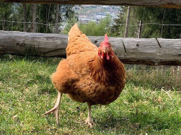 צימר Haus Lasaun