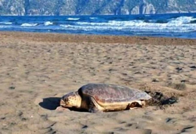 Dalyan Central Park Hotel   Adults Only