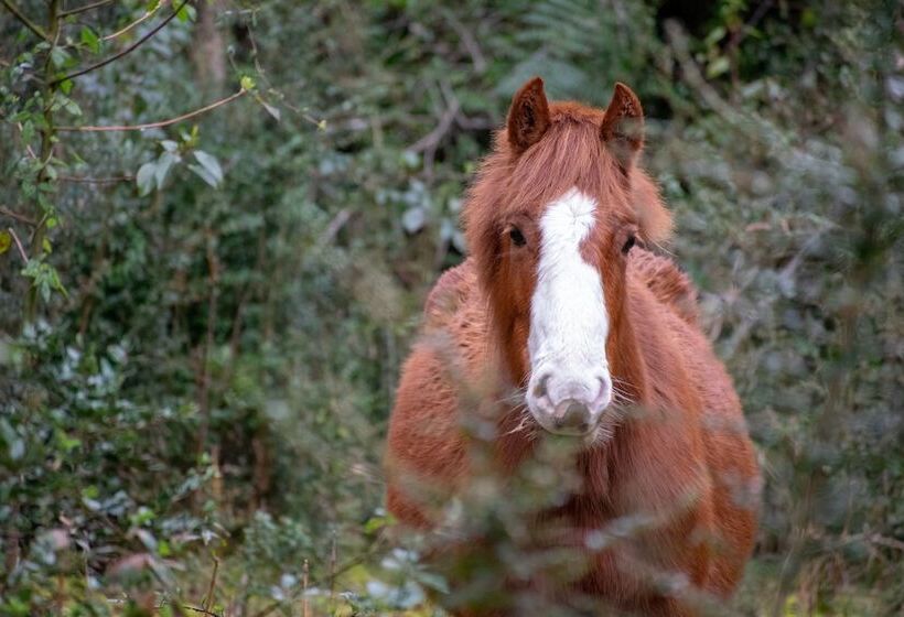 فندق Andes Lodge