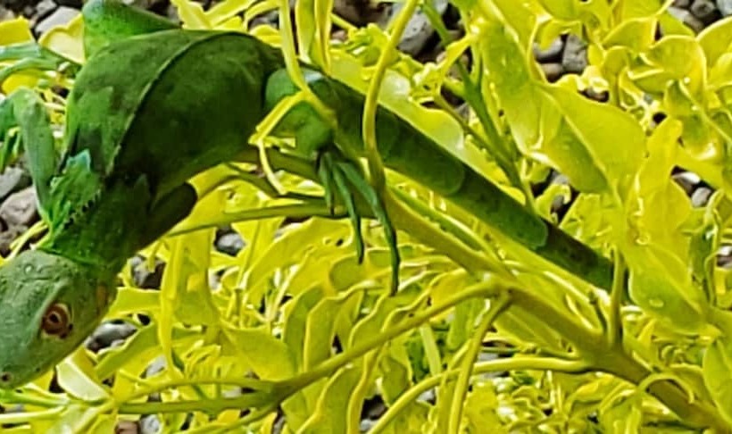 فندق Boca Chica Bay Eco Lodge