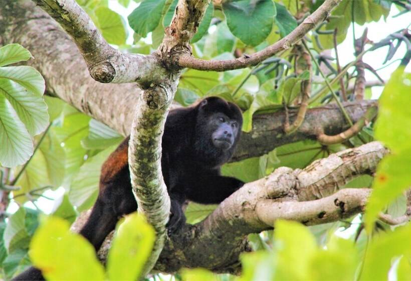 فندق Boca Chica Bay Eco Lodge