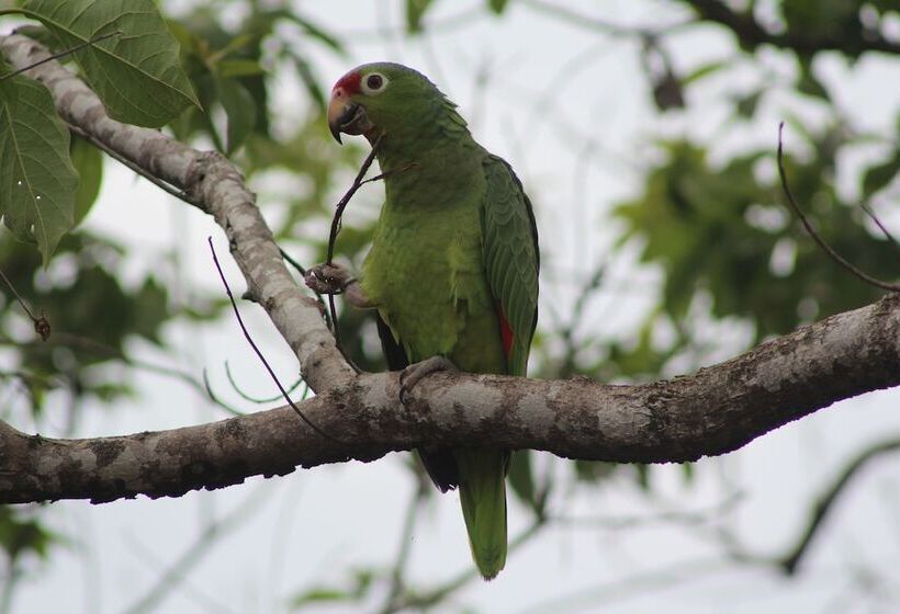 فندق Boca Chica Bay Eco Lodge