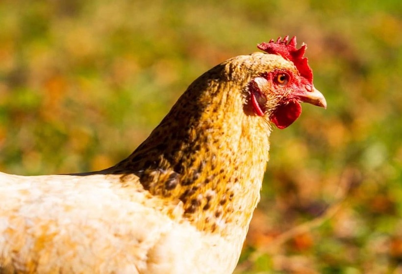 בית מלון כפרי El Caribeo   Nature Lodge