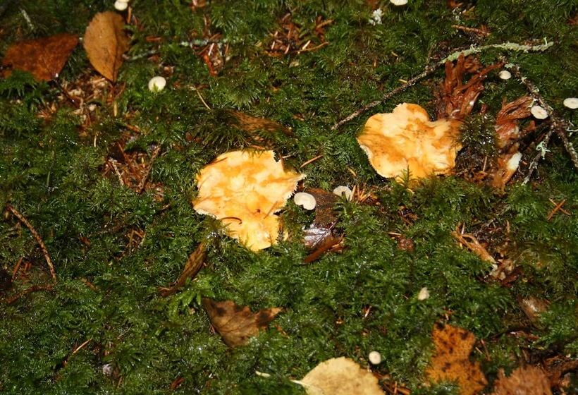 בית מלון כפרי Tyforsgården